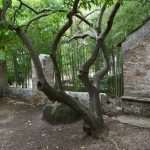 Photo Gallery: On the First Boat to Lokrum Island 27 Lokrum May 2020 4