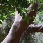 Photo Gallery: On the First Boat to Lokrum Island 28 Lokrum May 2020 5