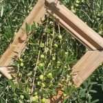 Katija Puljizevic Olive Paths