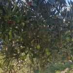 Katija Puljizevic Olive Paths