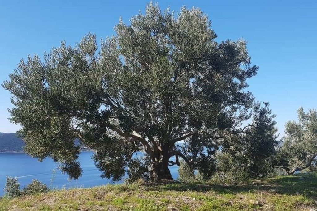 Olive tree