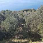 Katija Puljizevic Olive Paths