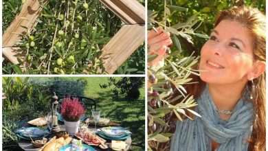 European Cultural Route: Katija Puljizević’s Olive Paths Will Occupy All Your Senses 14 Katija Puljizevic Olive Paths