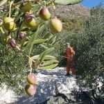 Katija Puljizevic Olive Paths