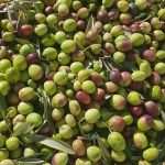 Katija Puljizevic Olive Paths