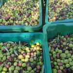 Katija Puljizevic Olive Paths