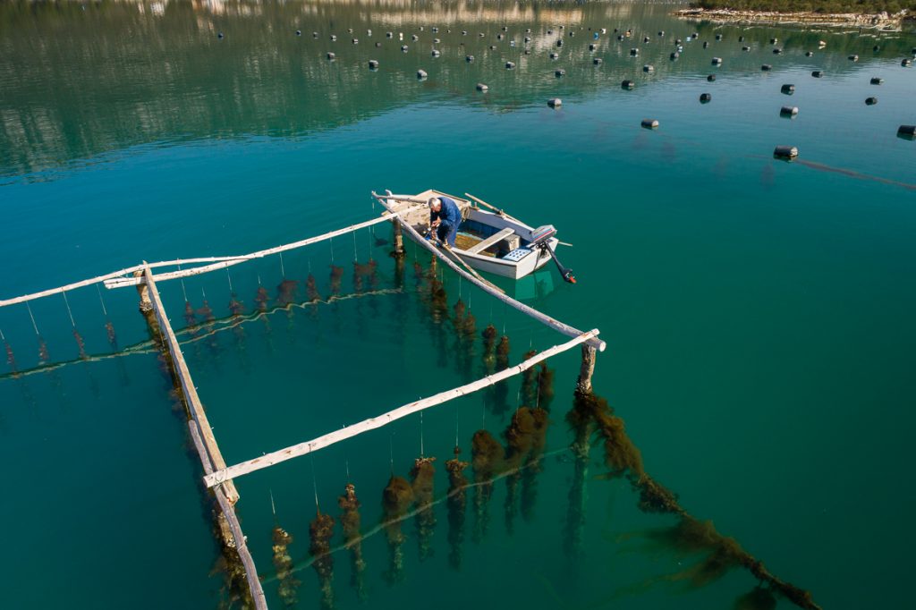 MALI STON OYSTER Meet & Taste our Queen of Oysters 5 mali ston oyster 1