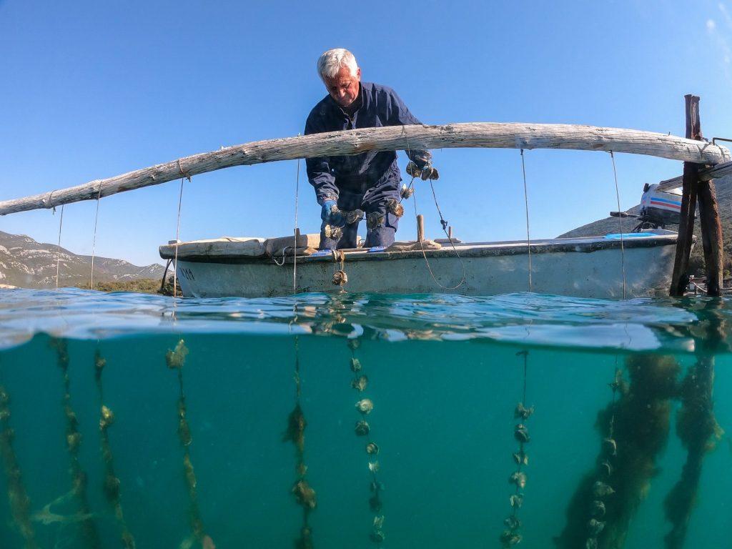 MALI STON OYSTER Meet & Taste our Queen of Oysters 6 mali ston oyster 1