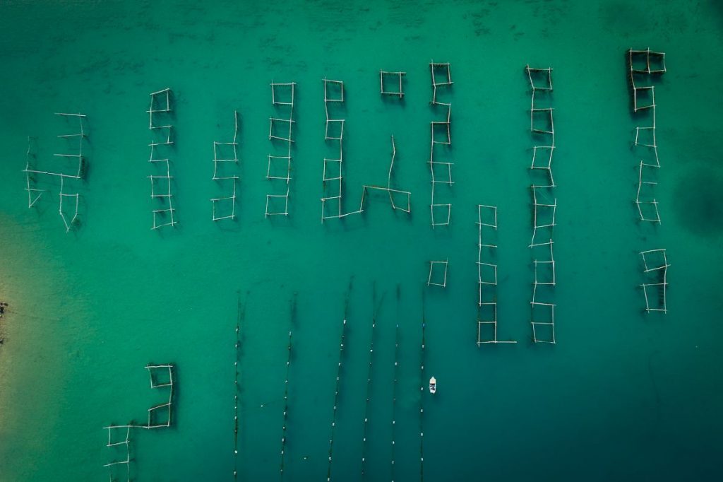 MALI STON OYSTER Meet & Taste our Queen of Oysters 3 mali ston oyster 6