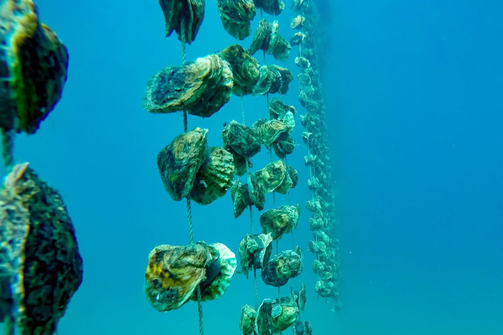 MALI STON OYSTER Meet & Taste our Queen of Oysters 4 mali ston oyster 7