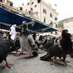 Is There a More Endearing Scene in the City? Little Gundulić Pidgeons Are Ready For Lunch 4 pidgeons gundulic square 4