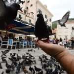 Is There a More Endearing Scene in the City? Little Gundulić Pidgeons Are Ready For Lunch 5 pidgeons gundulic square 5