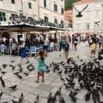 Is There a More Endearing Scene in the City? Little Gundulić Pidgeons Are Ready For Lunch 6 pidgeons gundulic square 6