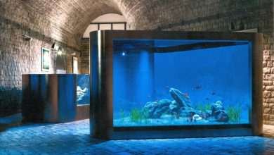 Photo Gallery: Enjoy the Newly Renovated Dubrovnik Aquarium 4 Aquarium Opening the Institute for Marine and Coastal Research in Dubrovnik 10