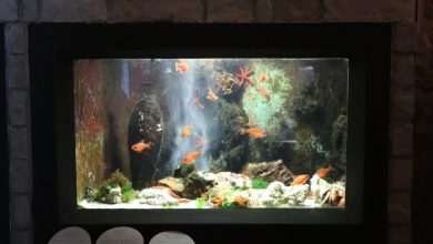 Dubrovnik Aquarium receives Friend of the Sea Sustainable Aquaria Certification 1 Aquarium Opening the Institute for Marine and Coastal Research in Dubrovnik 8