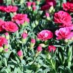 Flower Fair Market 10