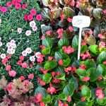 Flower Fair Market 12