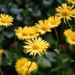 Flower Fair Market 15