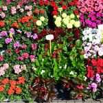 Flower Fair Market 16