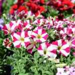 Flower Fair Market 18