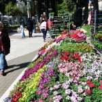 Flower Fair Market 19