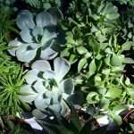 Flower Fair Market 3