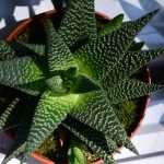 Flower Fair Market 4