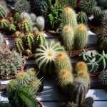 Flower Fair Market 5