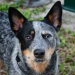 CACIB Croatian Dog Show 1