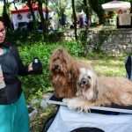 CACIB Croatian Dog Show 10
