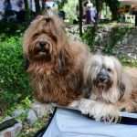 CACIB Croatian Dog Show 11