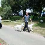 CACIB Croatian Dog Show 15