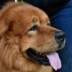 CACIB Croatian Dog Show 21