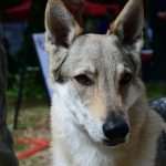 CACIB Croatian Dog Show 4