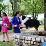 CACIB Croatian Dog Show 5