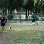 CACIB Croatian Dog Show 7