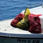 Eco Dubrovnik: How to Clean the Seabed in One Morning 23 Seabed Cleaning 23