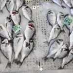 Green and Fish Market 10