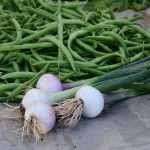 Green and Fish Market 13