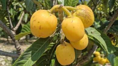 Feels Like Summer: It's the Time of Delicious Medlars 1 Delicious Medlars