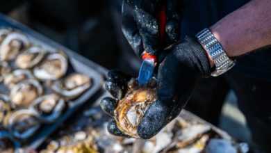 Oysters