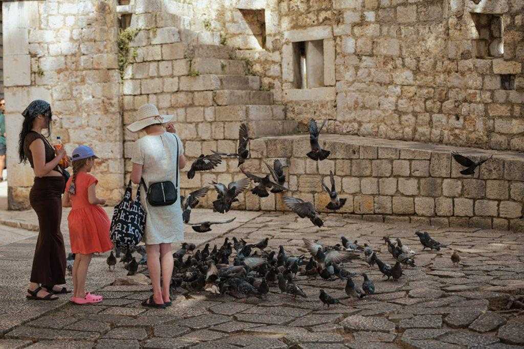 Dubrovnik’s Pigeons: The Noon Ritual That Still Belongs to the City 3 pigeons 1 2