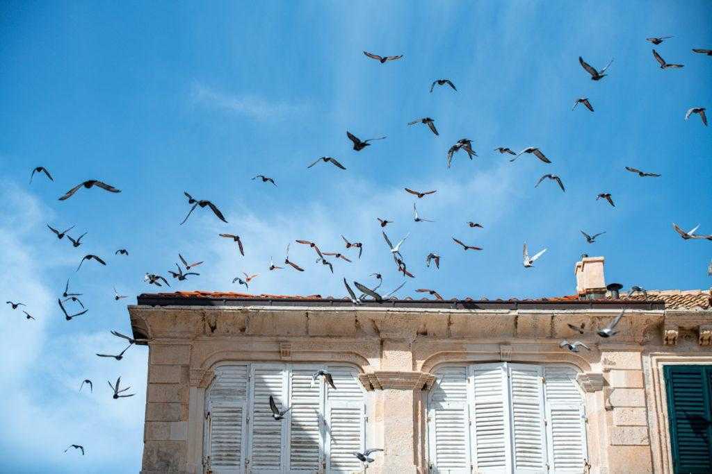 Dubrovnik’s Pigeons: The Noon Ritual That Still Belongs to the City 6 pigeons 3