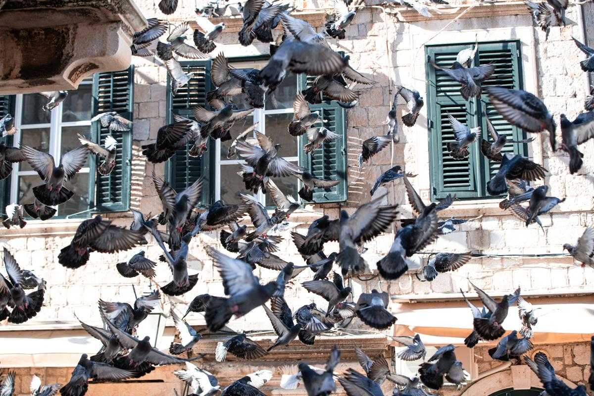 pigeons 4