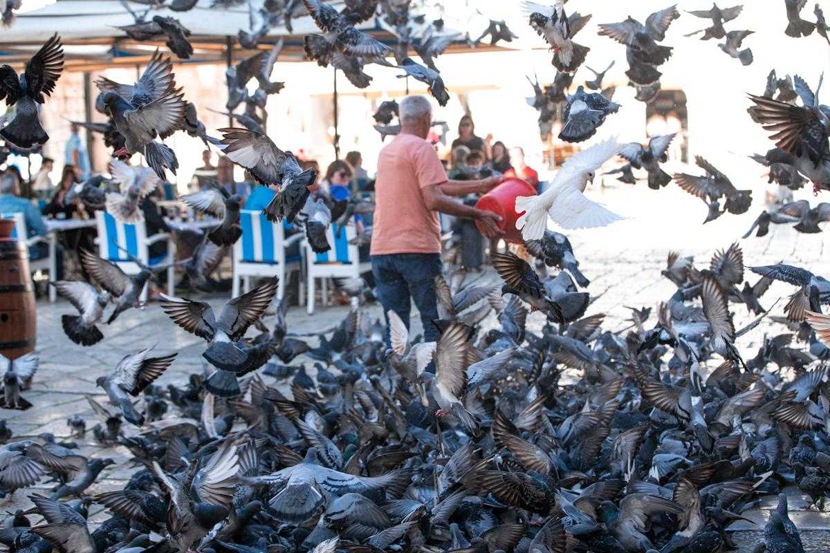 Dubrovnik’s Pigeons: The Noon Ritual That Still Belongs to the City 1 pigeons 5