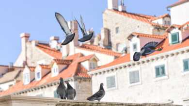 Dubrovnik’s Pigeons: The Noon Ritual That Still Belongs to the City 1 spica suncan dan ljudi 26